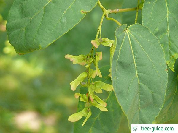 mountain maple (Acer spicatum) fruits