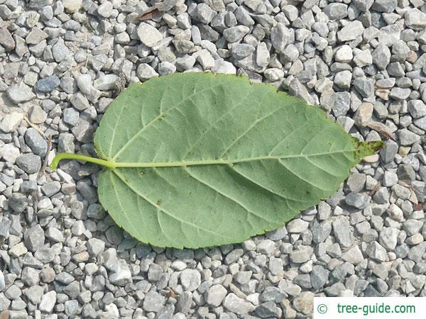 mountain maple (Acer spicatum) leaf underside