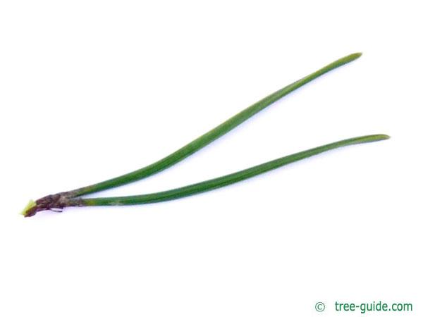 mountain pine (Pinus mugo) needle