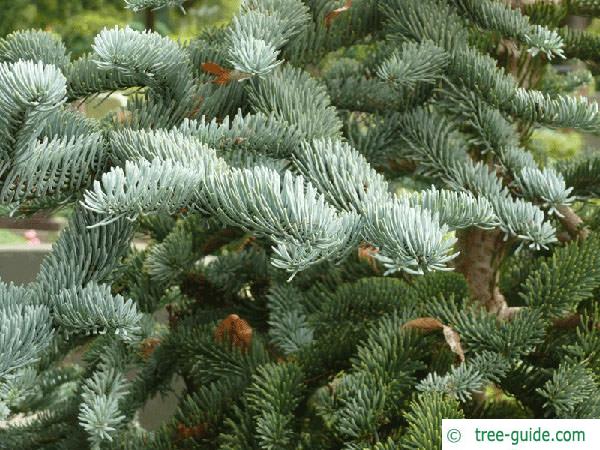 noble fir (Abies procera) branches