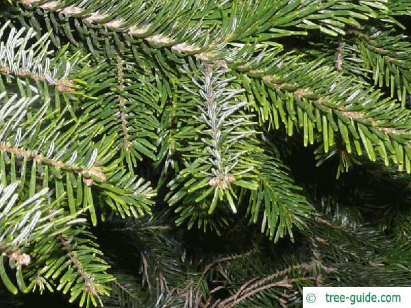 nordmann fir (Abies nordmanniana) branches