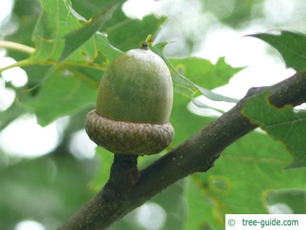 northern red oak (Quercus rubra) flower