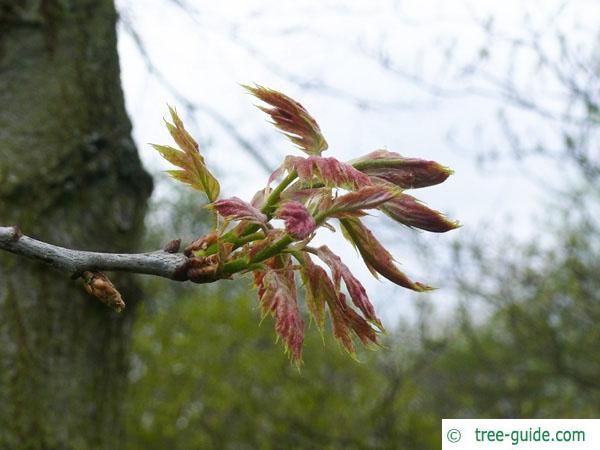 northern red oak (Quercus rubra) budding