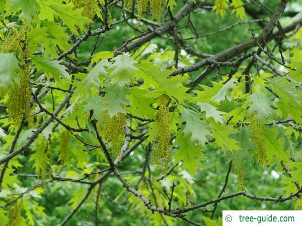 northern red oak (Quercus rubra) flower