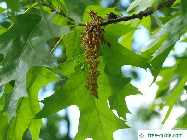 northern red oak (Quercus rubra) flowers