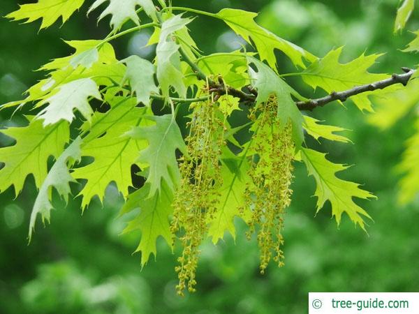 northern red oak (Quercus rubra) flower