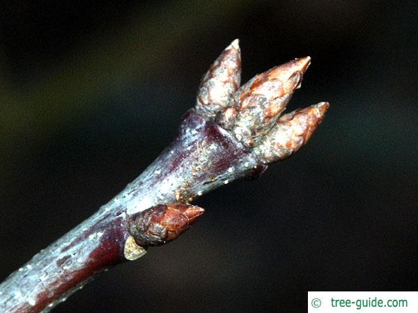 northern red oak (Quercus rubra) branch with terminal bud