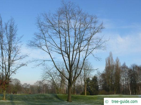 northern red oak (Quercus rubra) tree