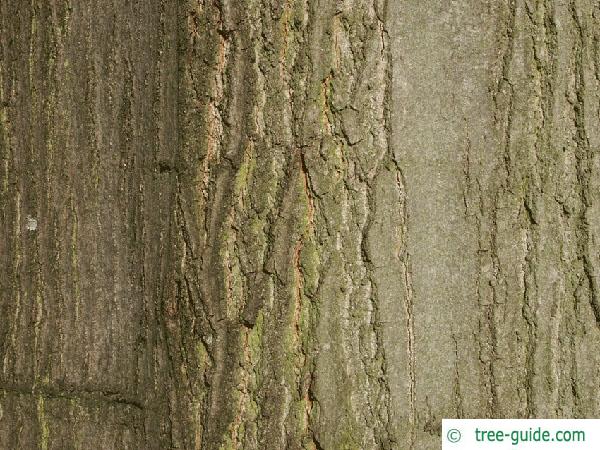 northern red oak (Quercus rubra) trunk / bark