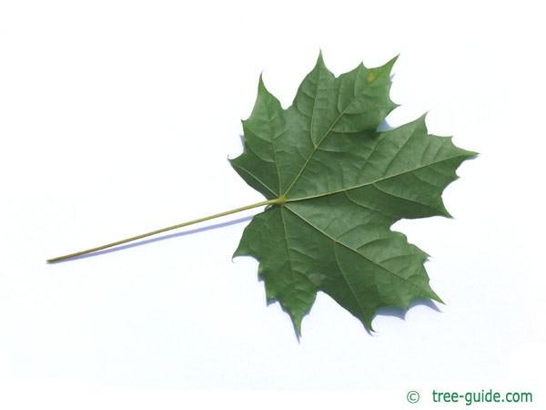 norway maple (Acer platanoides) leaf underside
