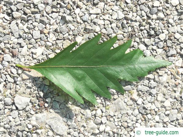 oak leaved beech (Fagus sylvatica 'Quercifolia') leaf