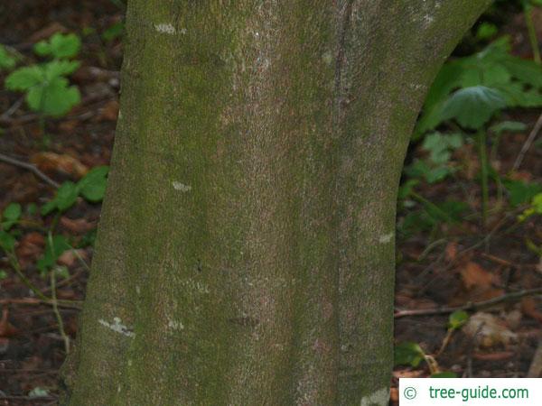 oak leaved beech (Fagus sylvatica 'Quercifolia') trunk / bark