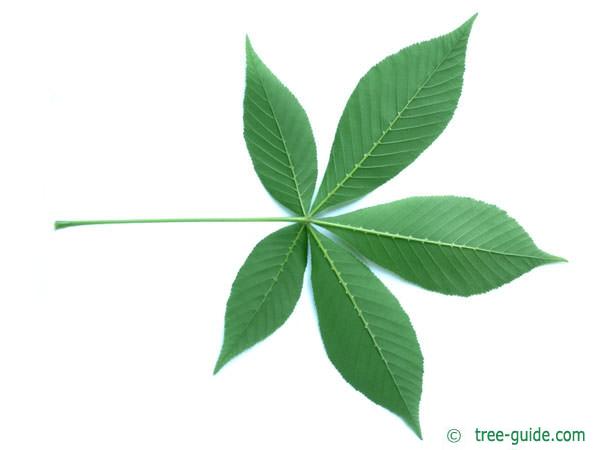 ohio buckeye (Aesculus glabra) leaf underside