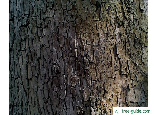 oriental plane tree (Platanus orientalis) trunk / bark
