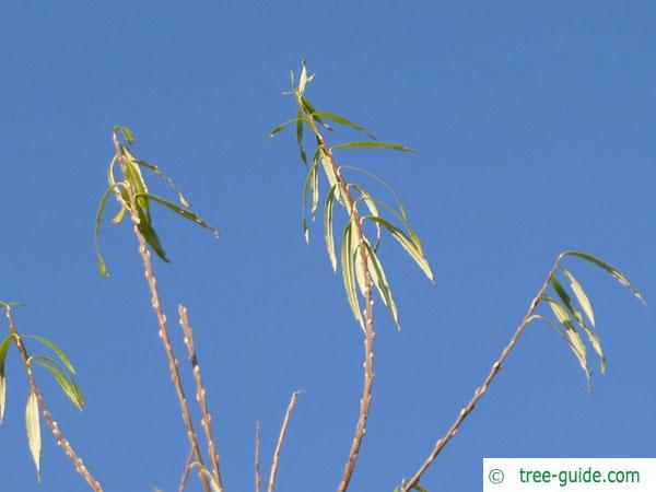 common osier (Salix viminalis) branches