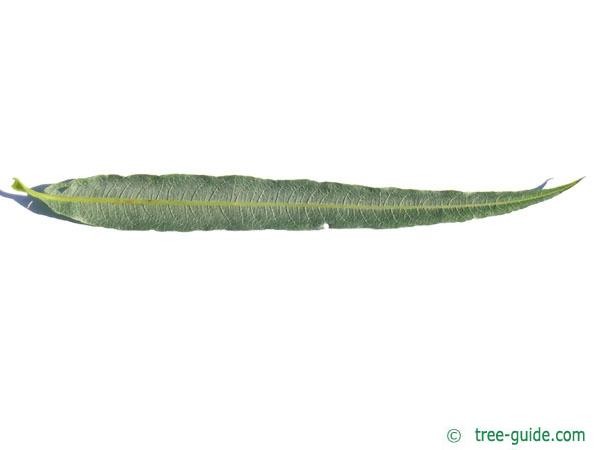 common osier (Salix viminalis) leaf underside