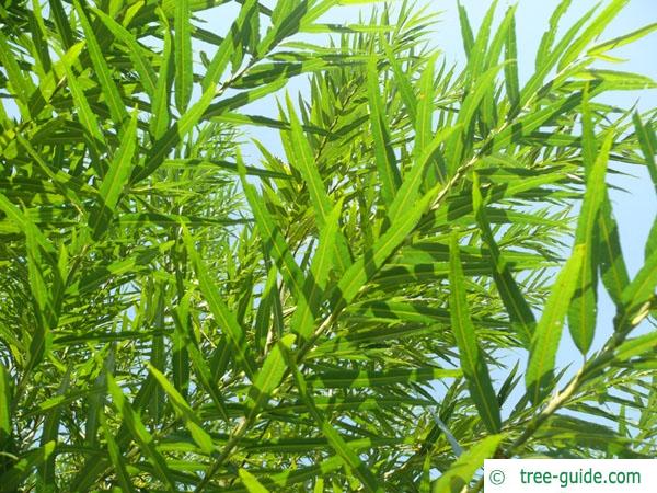 common osier (Salix viminalis) leaves