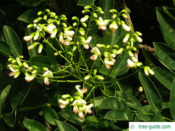pagoda tree (Styphnolobium japonicum) flowers