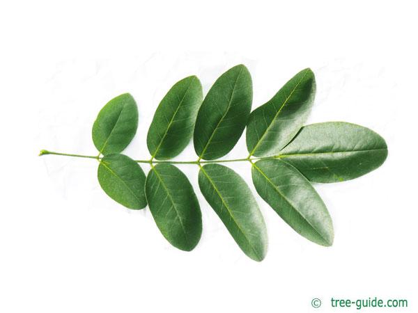 pagoda tree (Styphnolobium japonicum) leaf