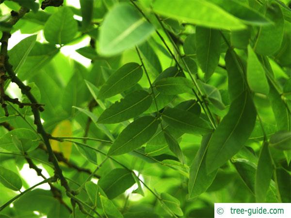 pagoda tree (Styphnolobium japonicum) leaves