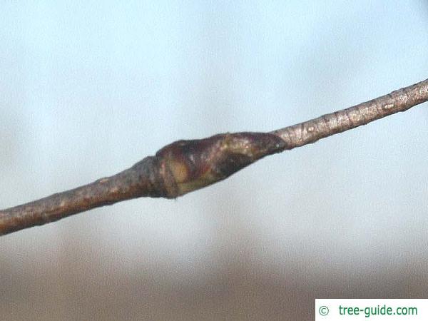 paper birch (Betula papyrifera) axial bud