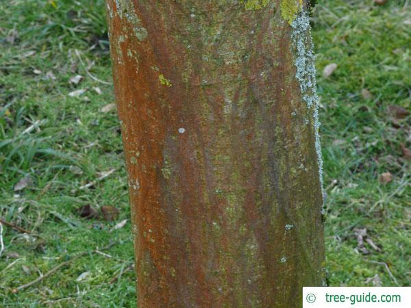 paper mulberry (Broussonetia papyrifera) brown-reddish bark
