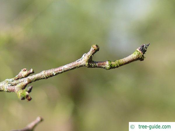 paperbark maple (Acer griseum) twig in winter
