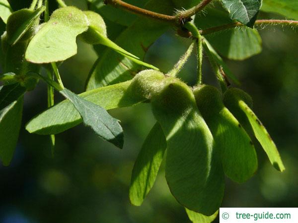 paperbark maple (Acer griseum) fruits