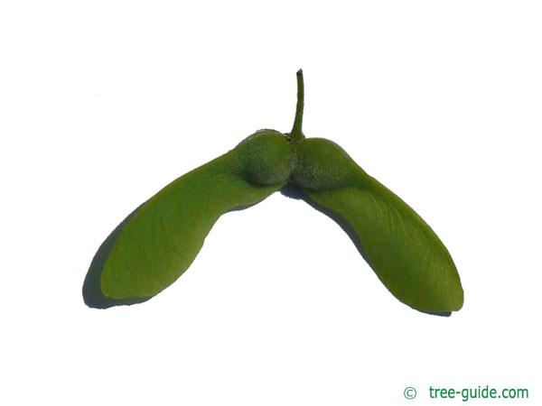 paperbark maple (Acer griseum) fruit