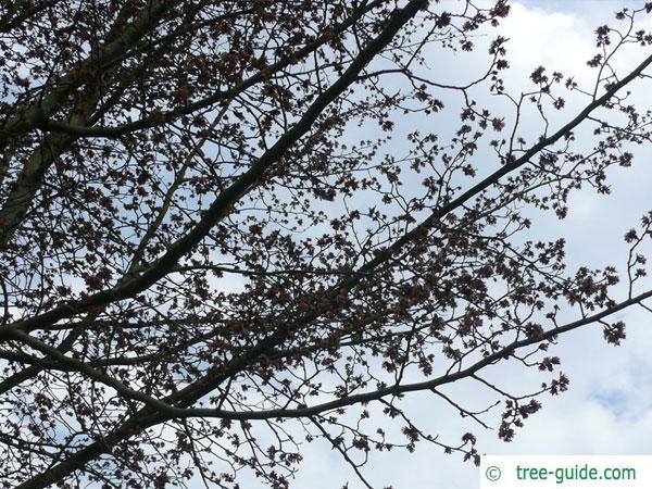 persian ironwood (Parrotia persica) flower corolla