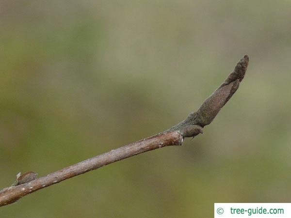 persian ironwood (Parrotia persica) terminal bud