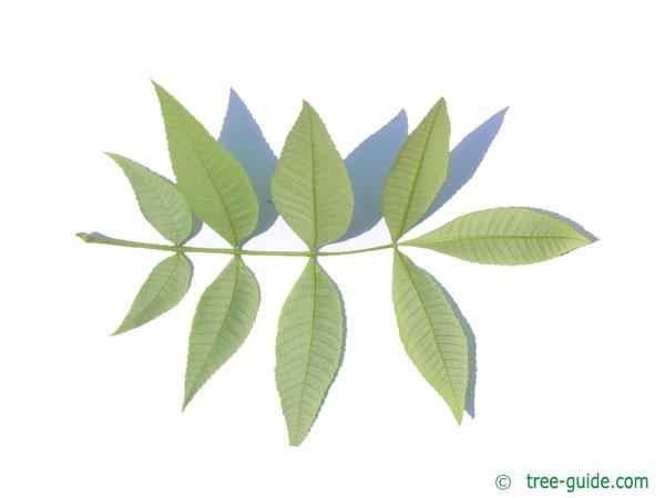 pignut (Carya glabra) leaf underside