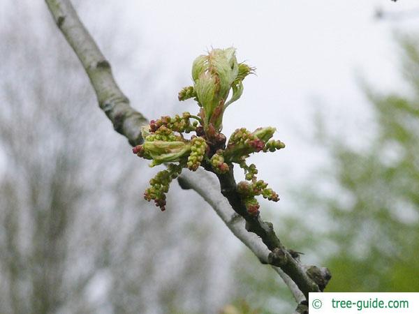 pin oak (Quercus palustis) budding in spring