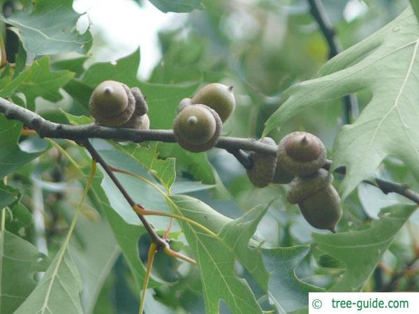 pin oak (Quercus palustis) fruit / acorn