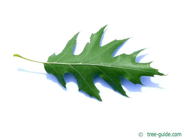 pin oak (Quercus palustis) leaf underside