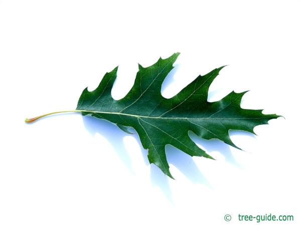 pin oak (Quercus palustis) leaf