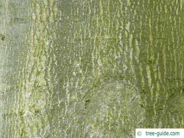 pin oak (Quercus palustis) trunk / bark
