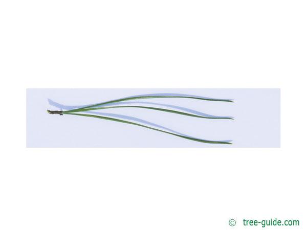 pitch pine (Pinus rigida) needle