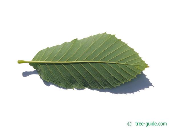 pontine oak (Quercus pontica) leaf underside