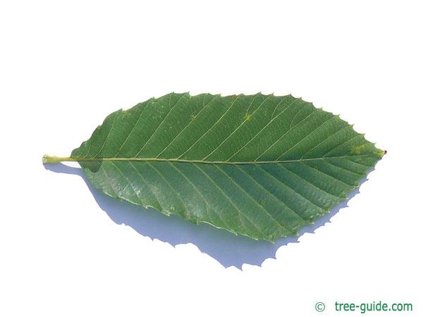 pontine oak (Quercus pontica) leaf