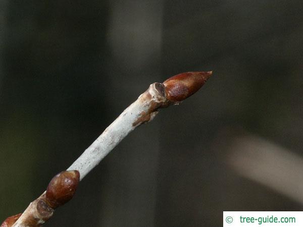 quaking aspen (Populus tremula) bud