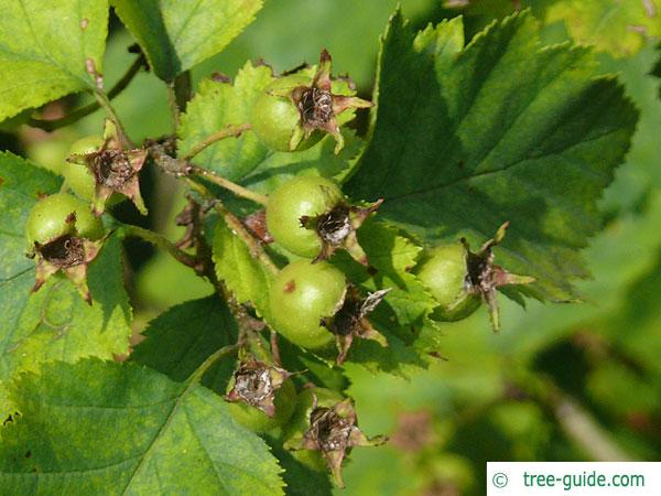 quebec hawthorn (Crataegus submollis) green fruits in summer