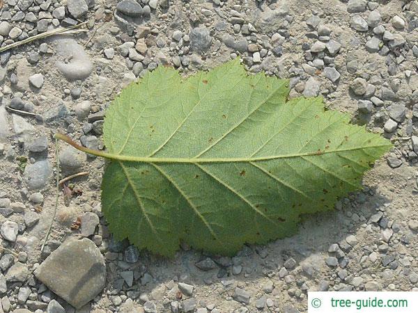 quebec hawthorn (Crataegus submollis) leaf underside