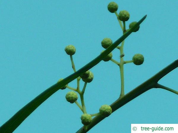 quorn wattle (Acacia quornensis) blossom position
