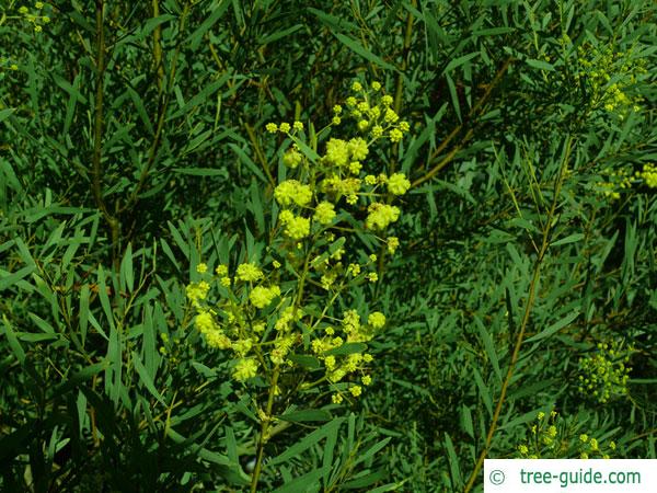 quorn wattle (Acacia quornensis) blossom