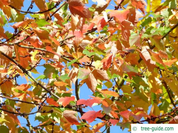 red maple (Acer rubrum) autumn foliage