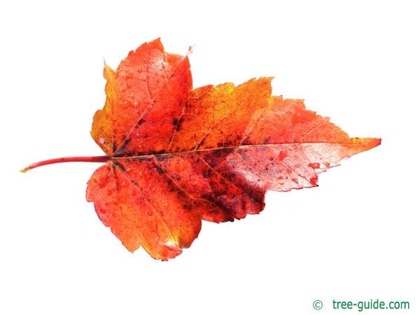 red maple (Acer rubrum) leaf in autumn