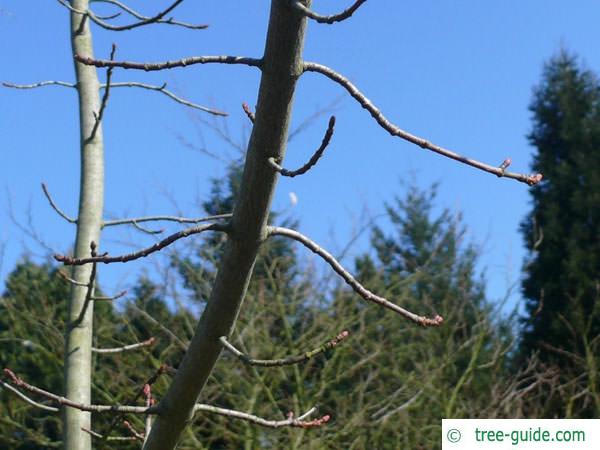 red maple (Acer rubrum) branch 