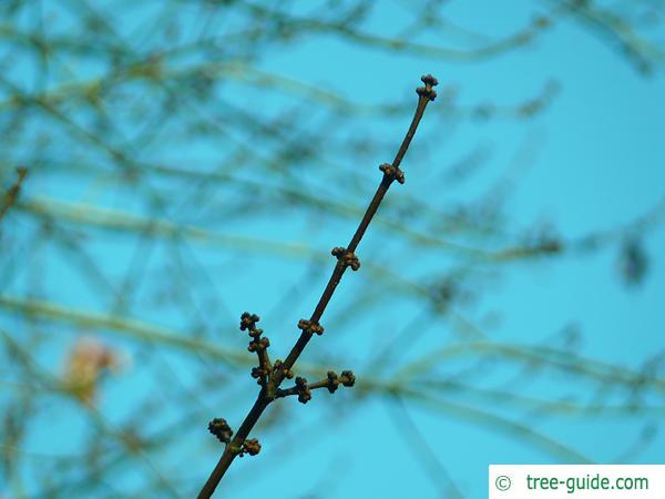 red maple (Acer rubrum) buds in winter