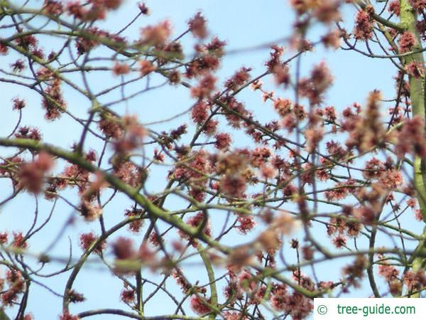 red maple (Acer rubrum) very conspicuous flowers